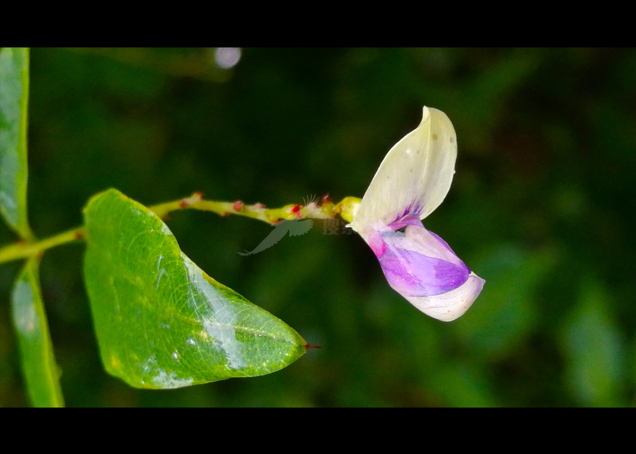 豆角花