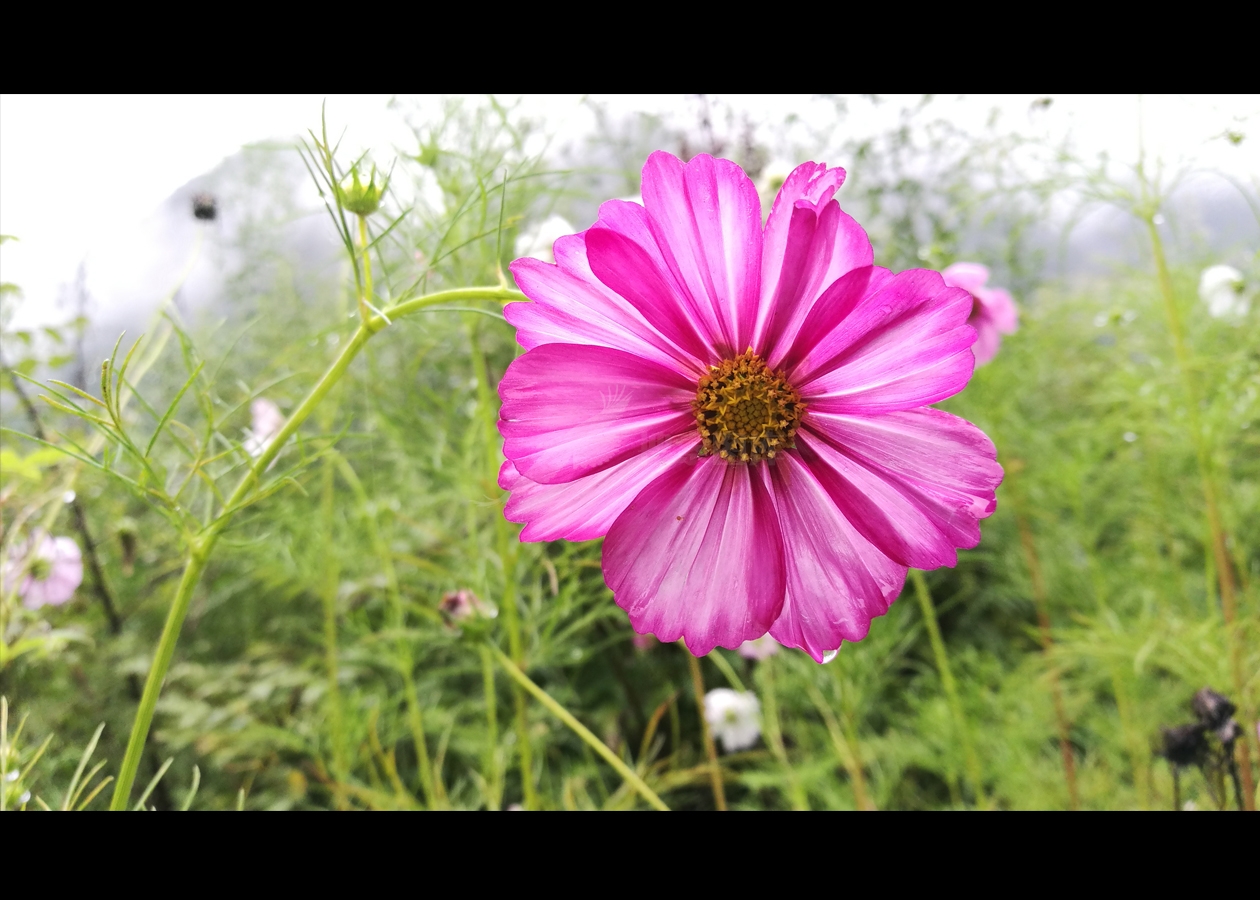 雨中格桑花