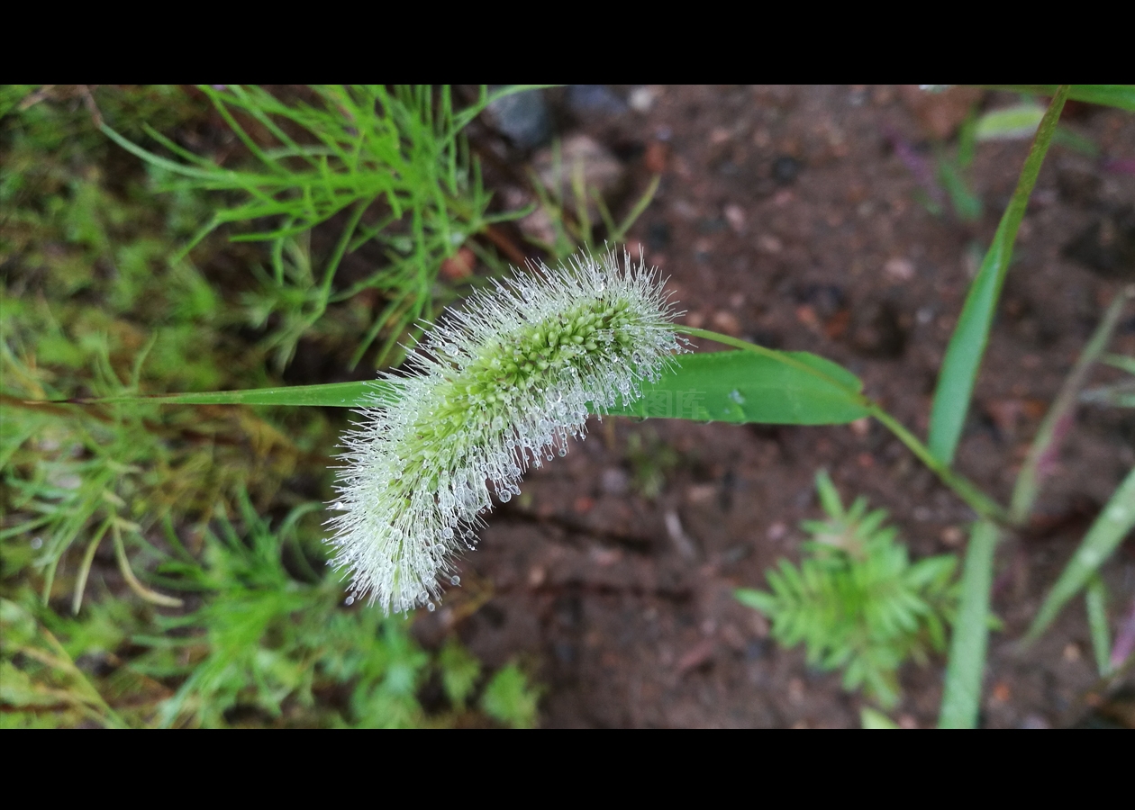 狗尾巴草