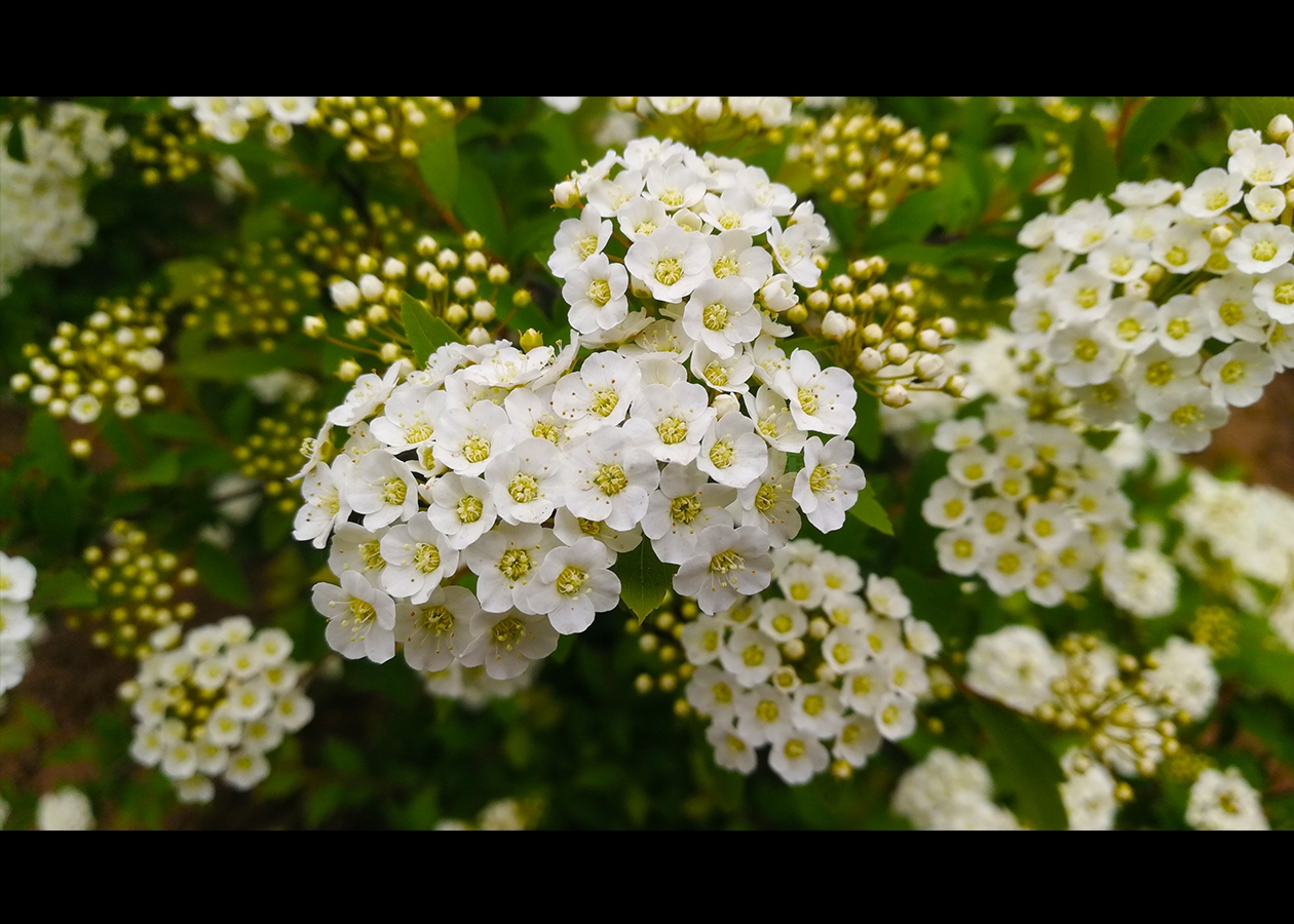 珍珠花