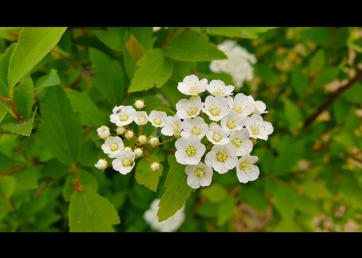 珍珠花特写