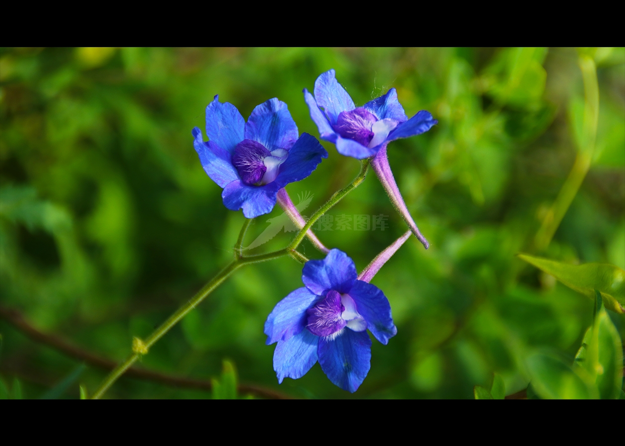 未知蓝花