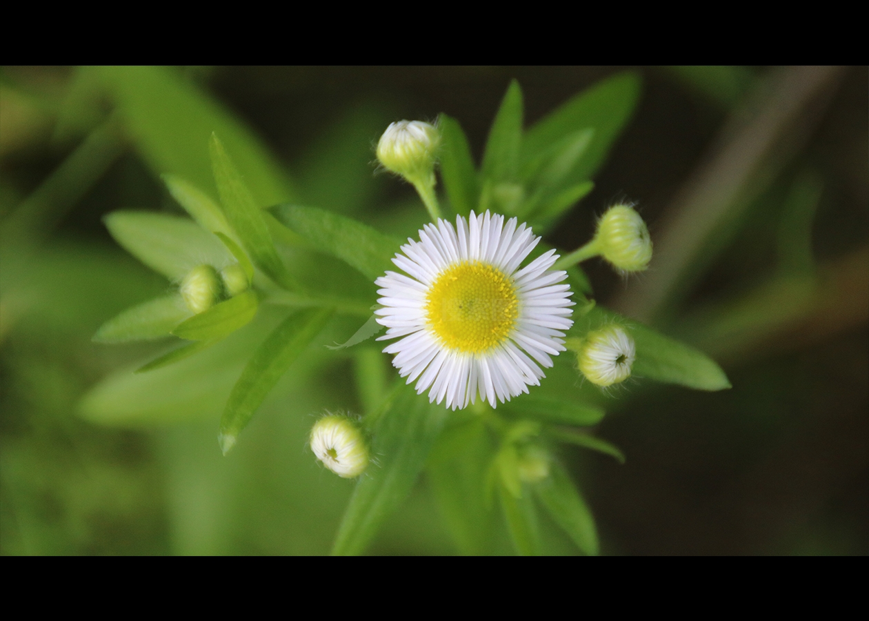 野菊花