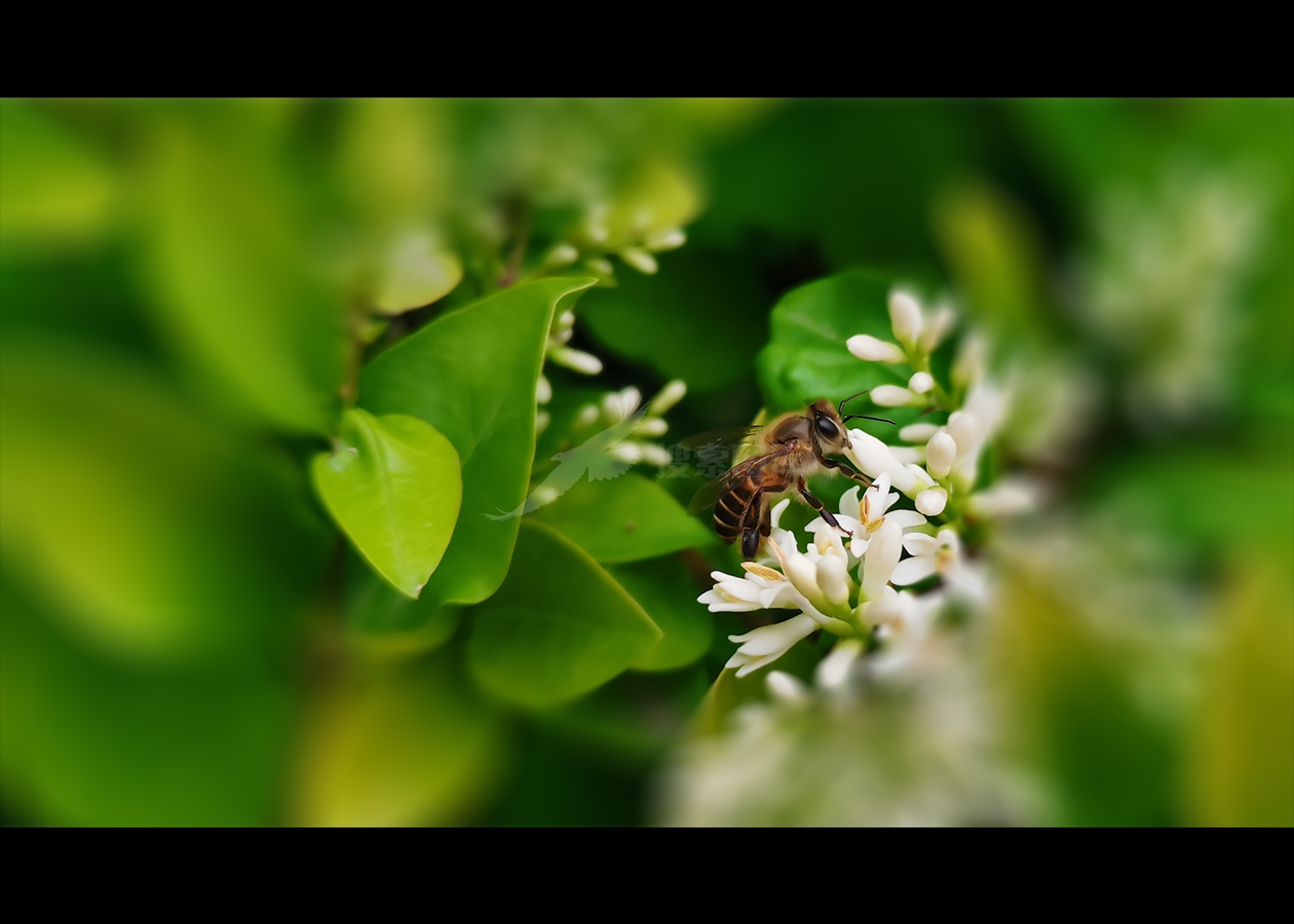 采蜜蜜蜂