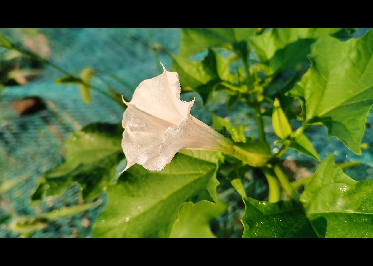 曼陀罗花