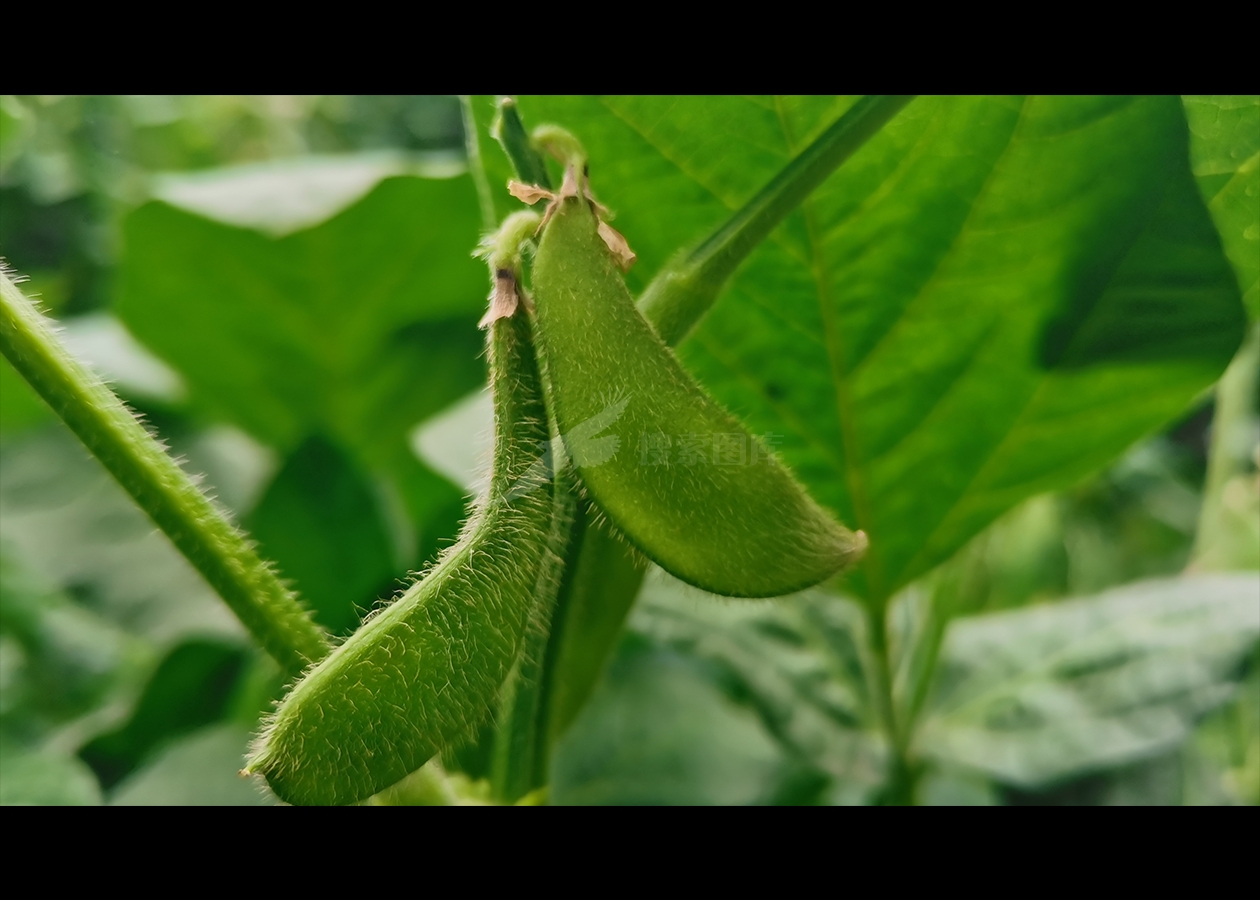 大豆豆荚