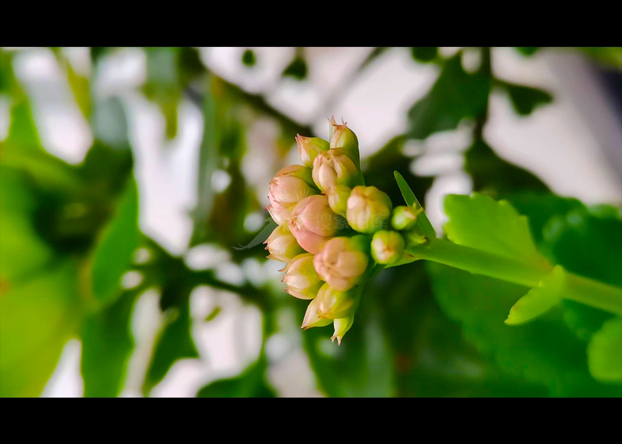 长寿花蕾