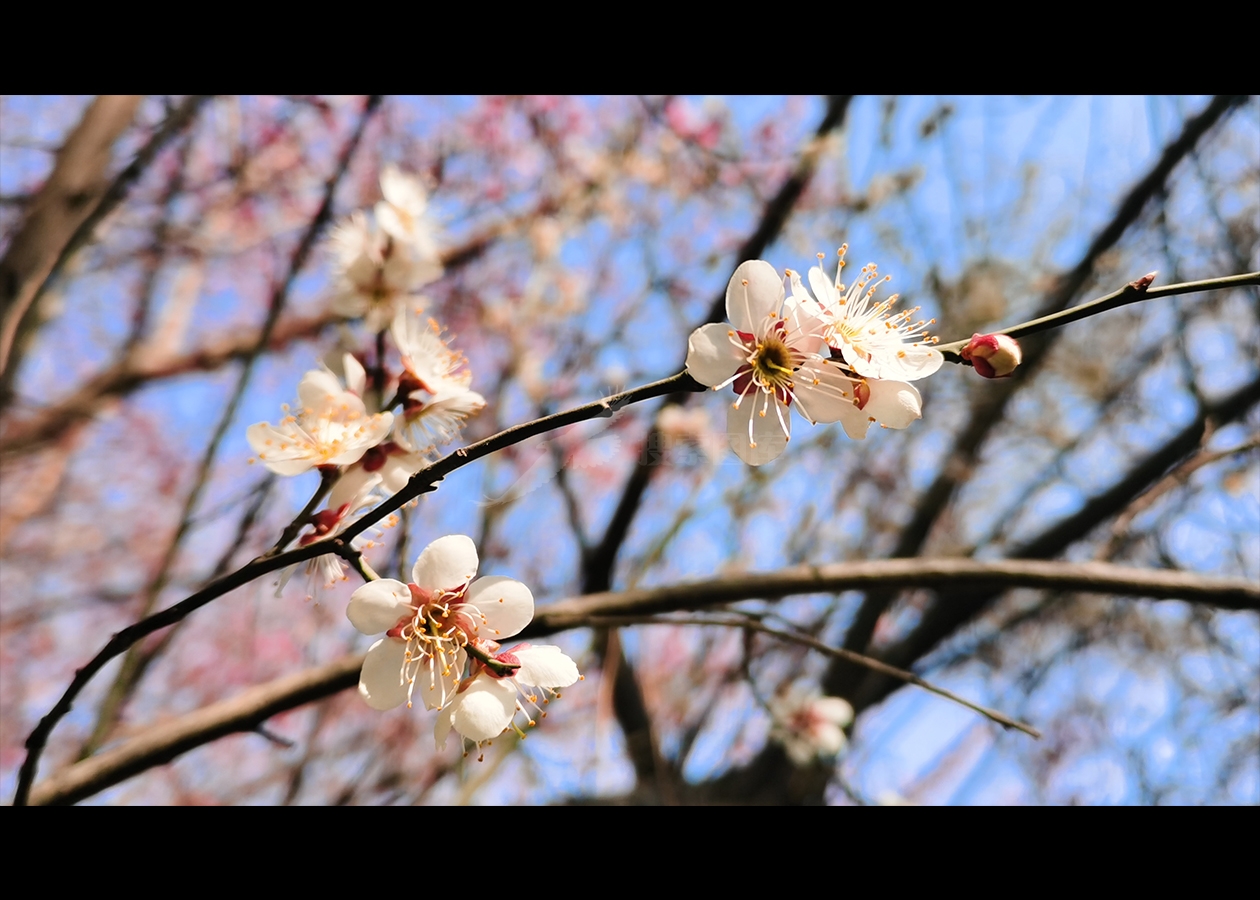 近拍桃花