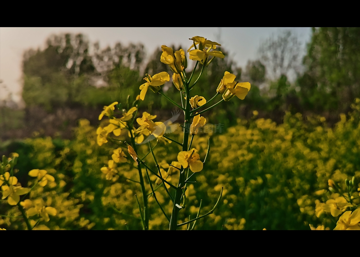 油菜花