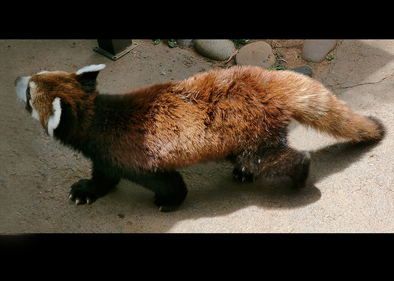 小熊猫