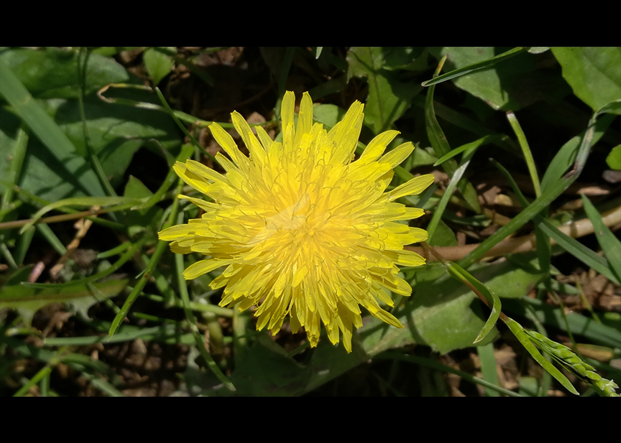 路边野黄菊花