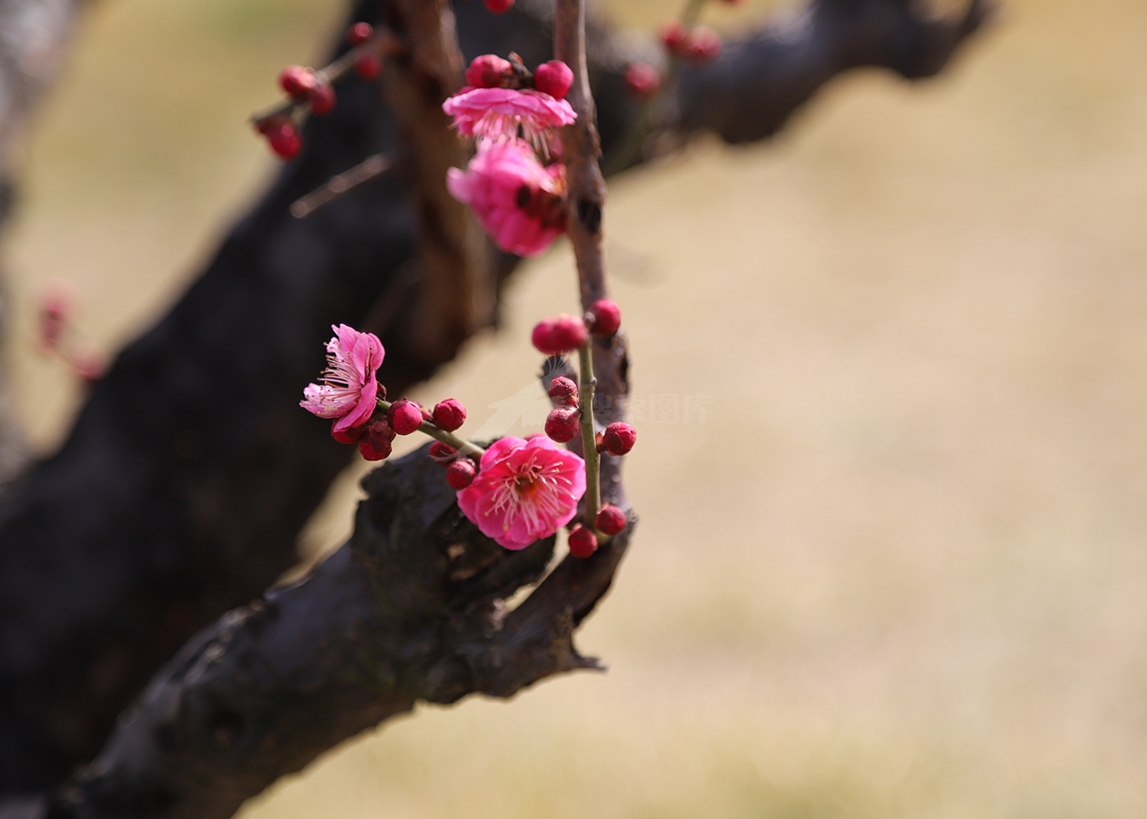 红色梅花