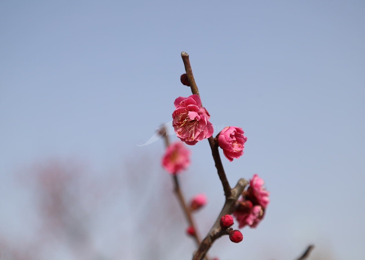 红色梅花