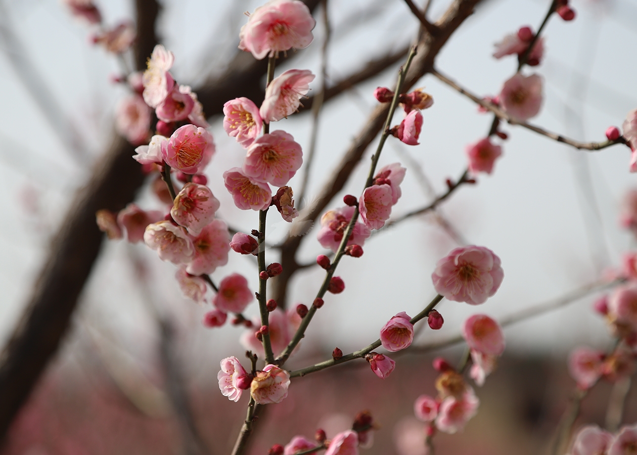 粉色梅花