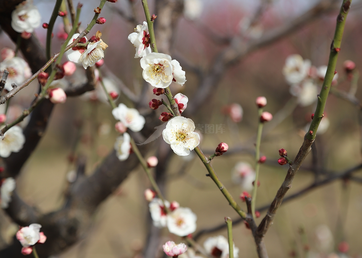 白色梅花