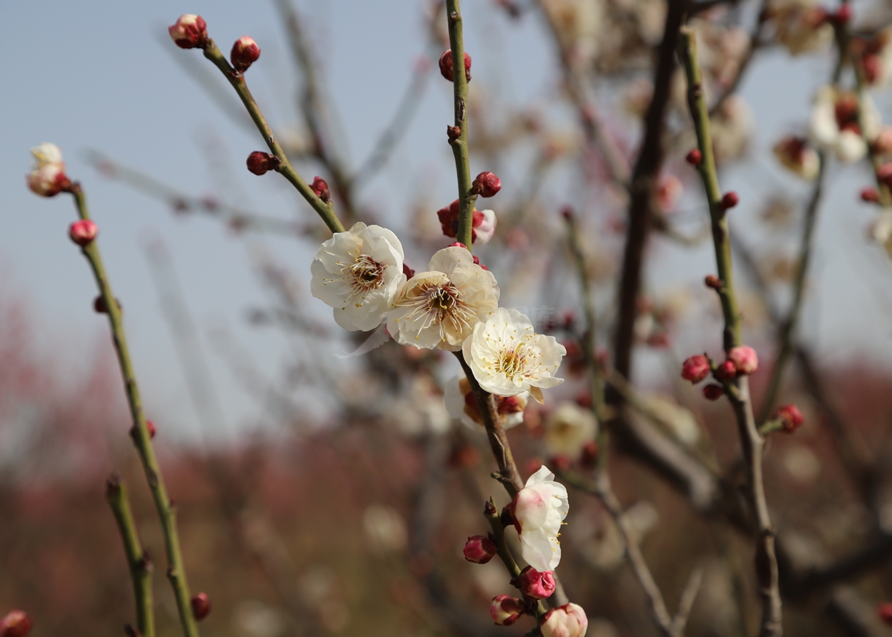 白色梅花
