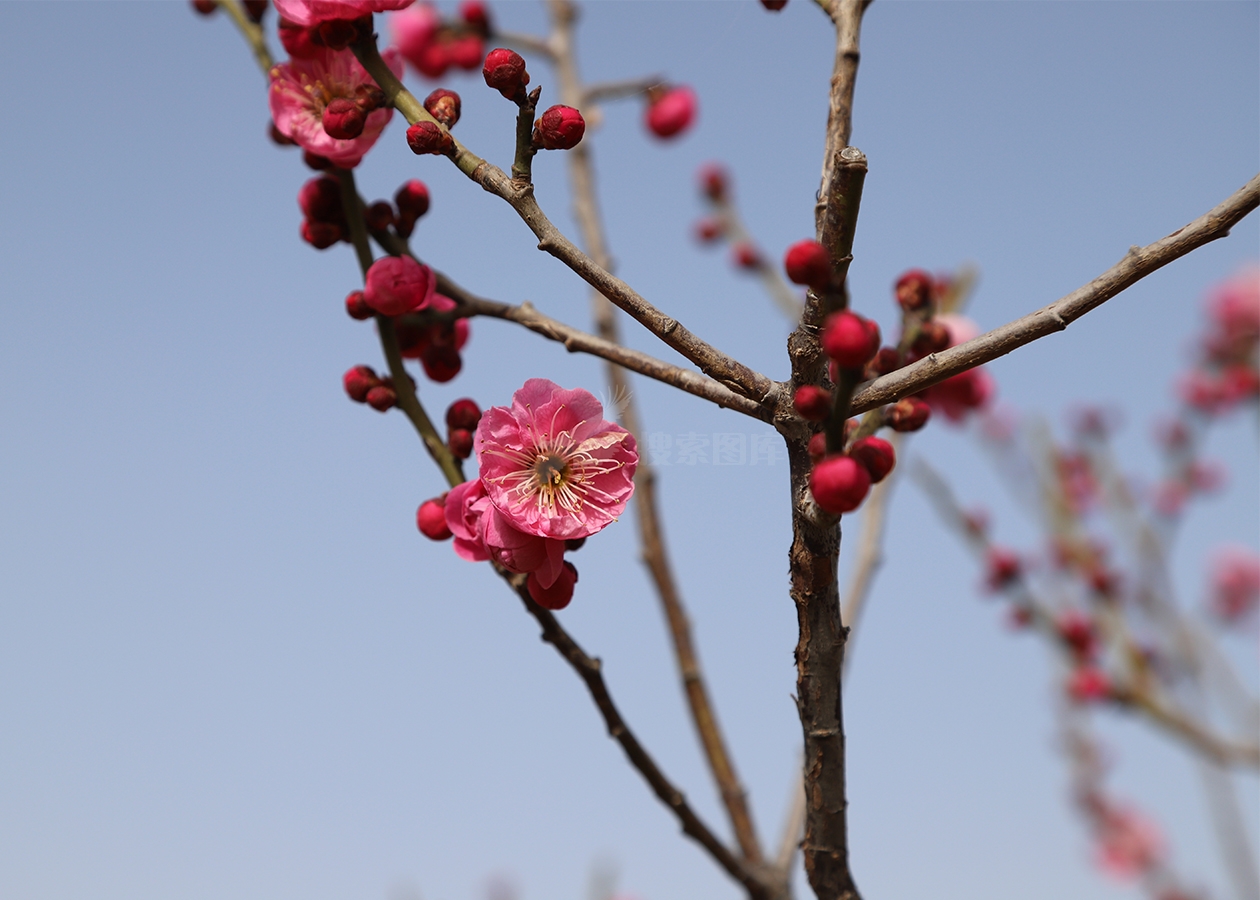 红色梅花
