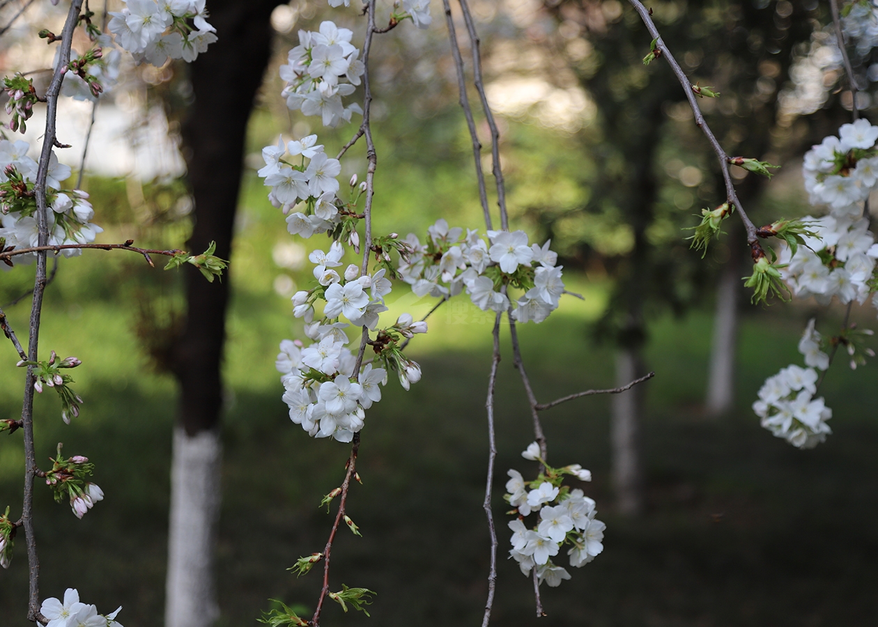 白色樱花