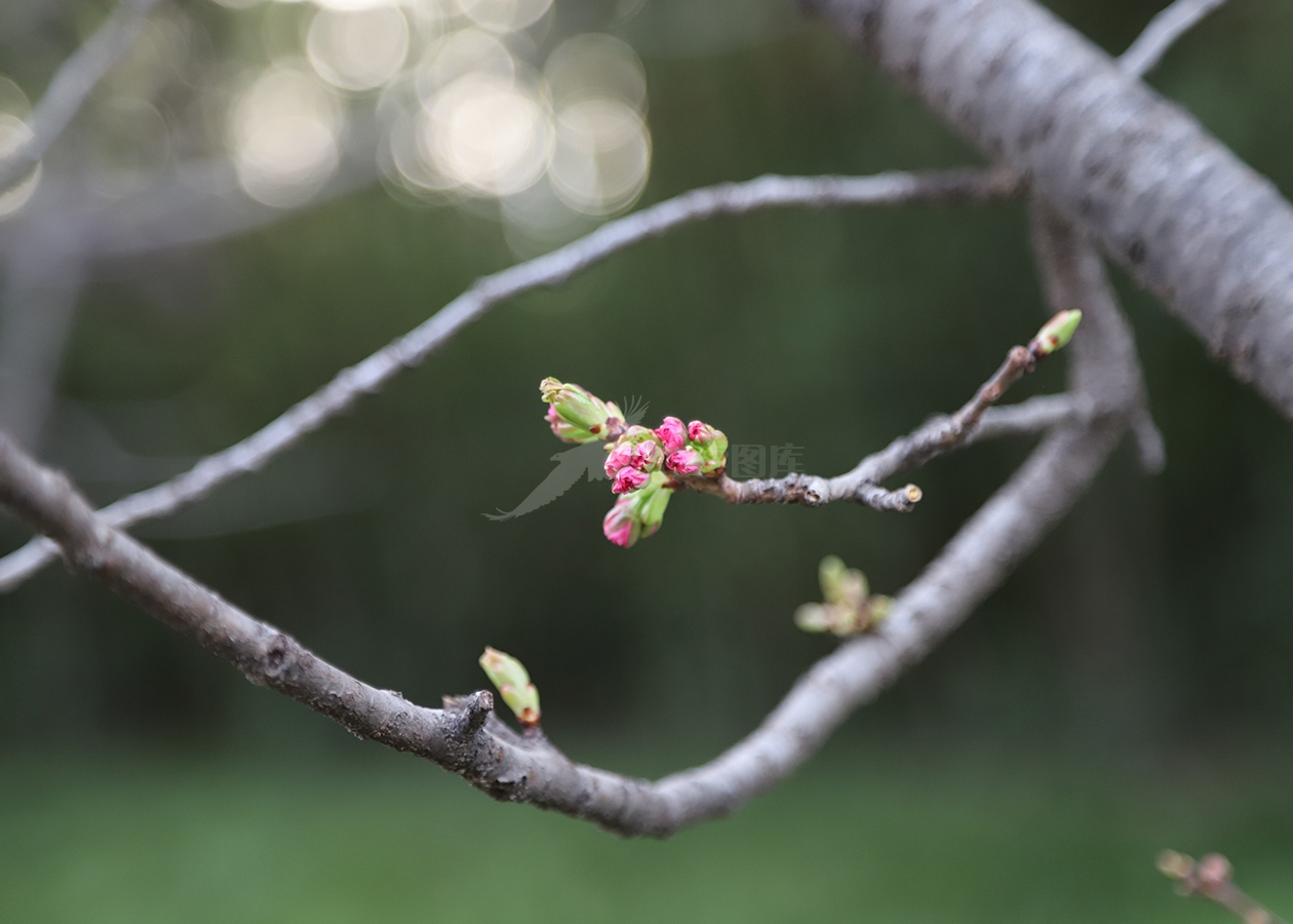 近拍花蕾