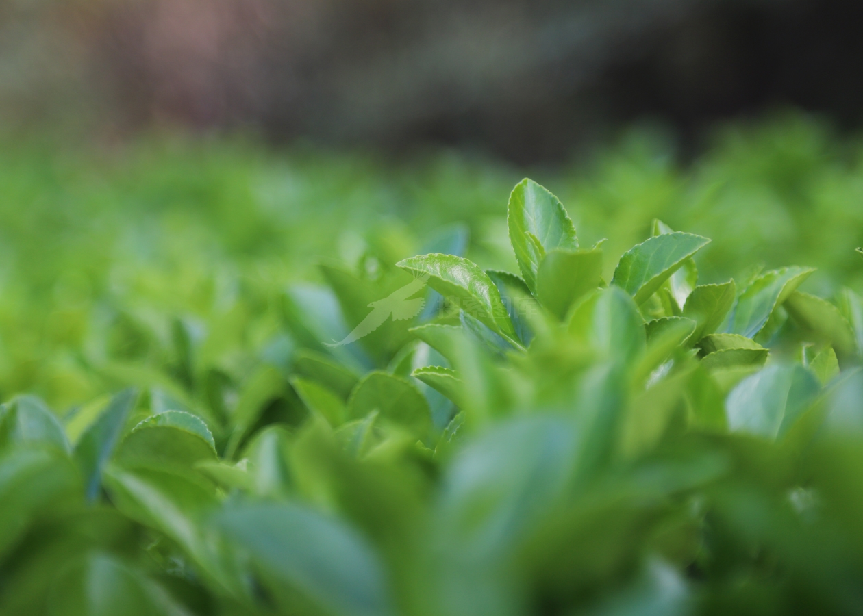 绿色植物