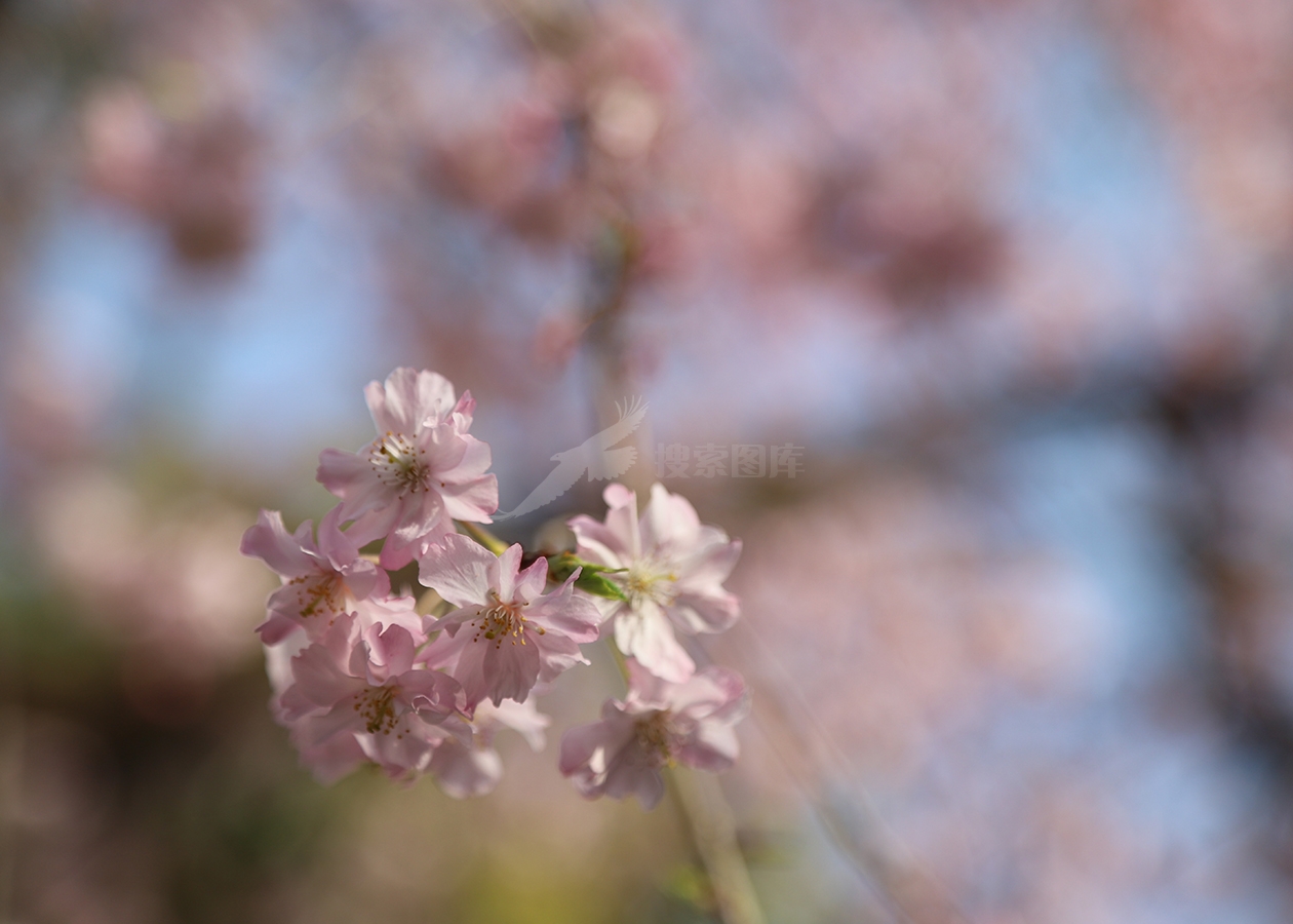 粉色樱花