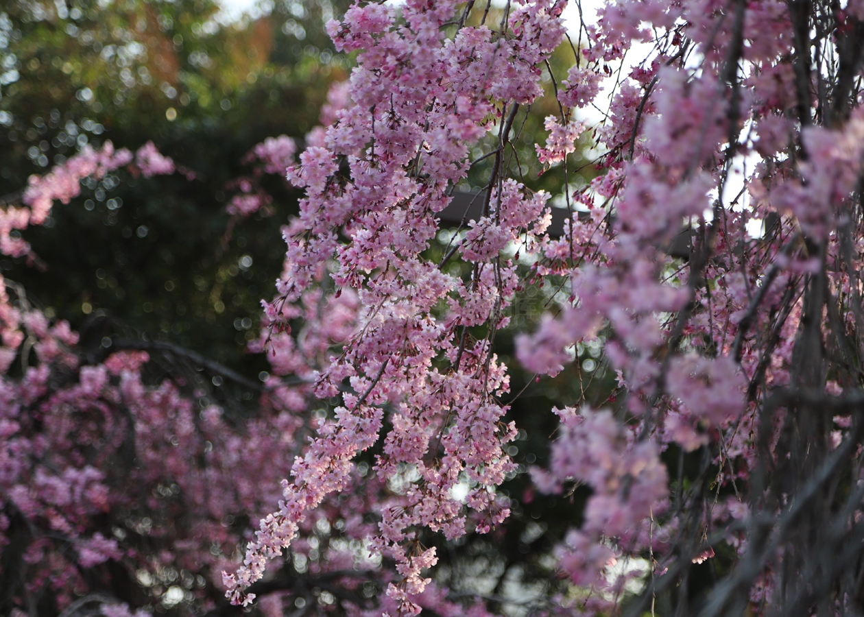 粉色樱花