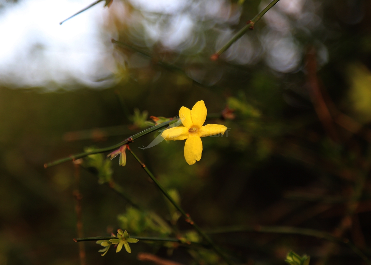 迎春花