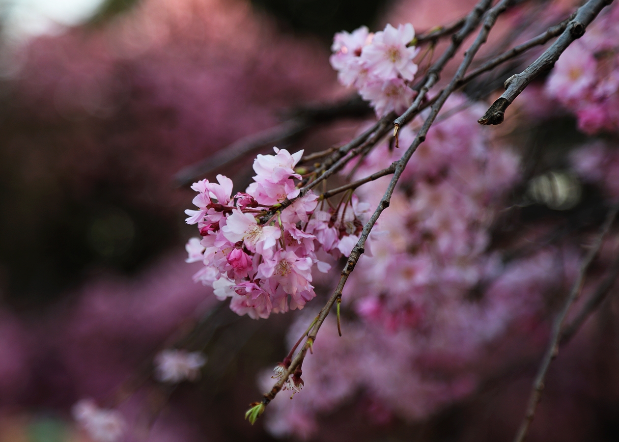 粉色樱花