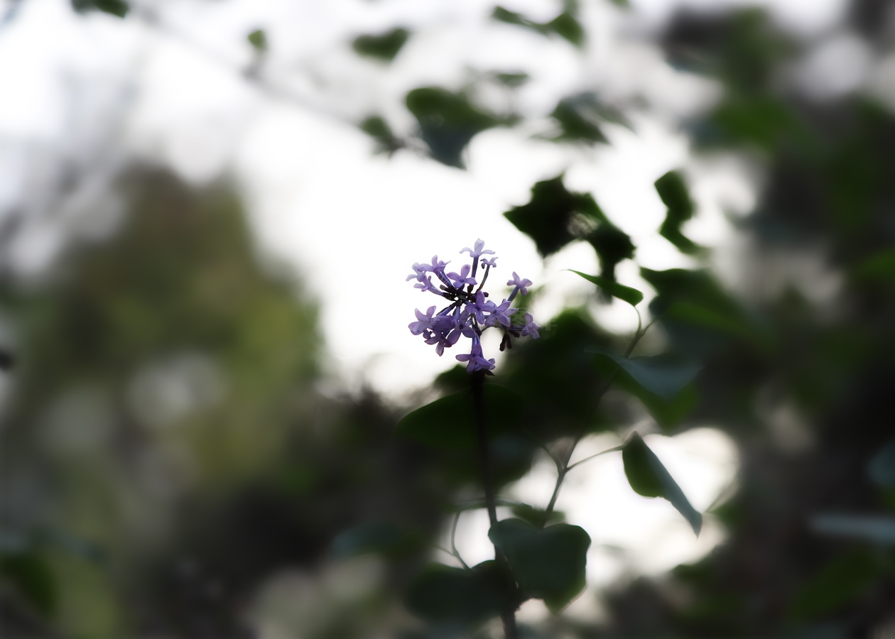 丁香花