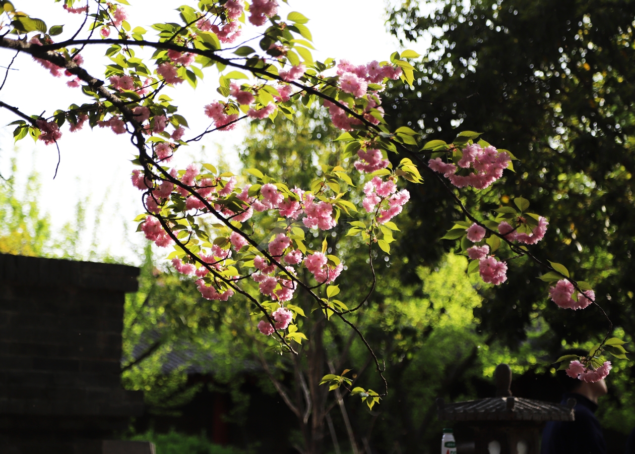 粉色樱花