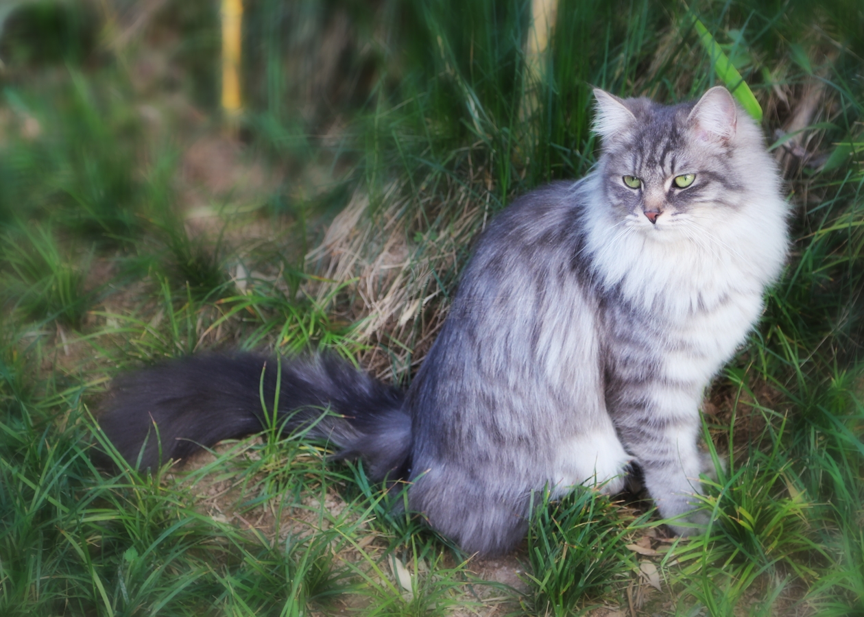 猫