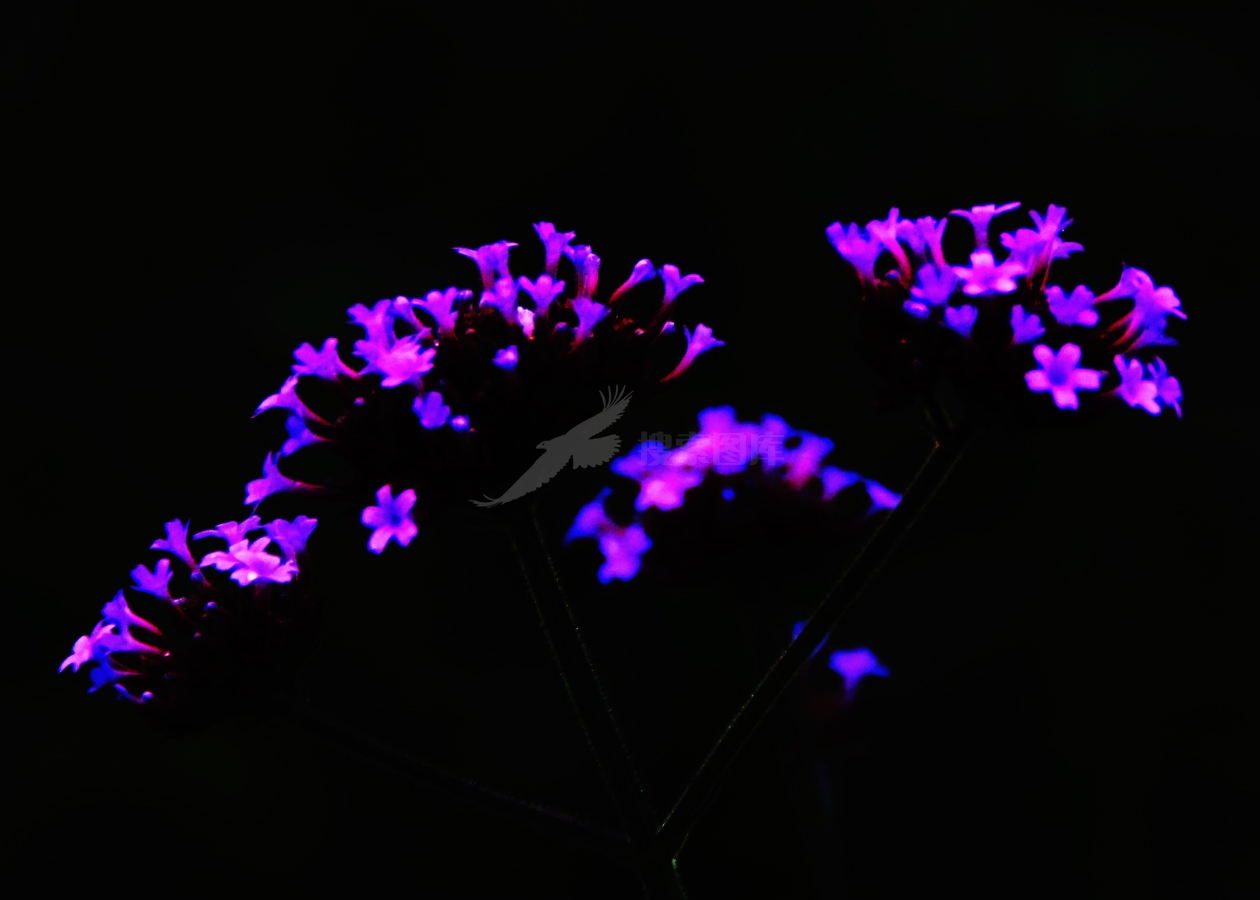 艺术花卉八