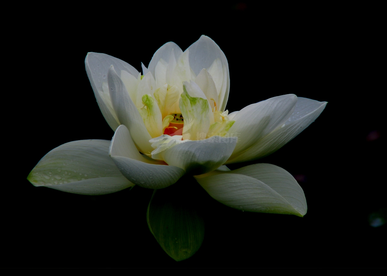艺术花卉七