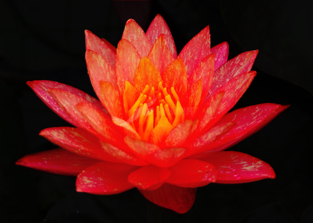 艺术花卉十二
