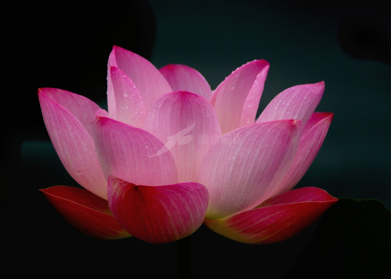 艺术花卉五